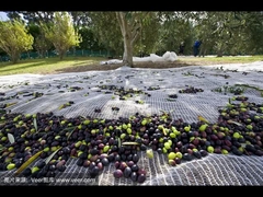 La fonction nette olive