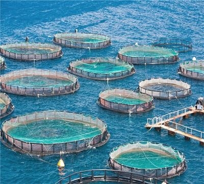 Machine de fabrication de filets de pêche en haute mer sans nœud