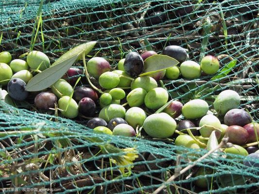 Machine à tricoter à la déformation Raschel SRCP pour filets agricoles